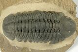 Detailed Reedops Trilobite - Nice Eye Preservation #204080-2